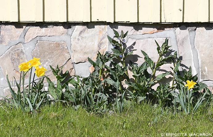 Kiruna-bilder-08