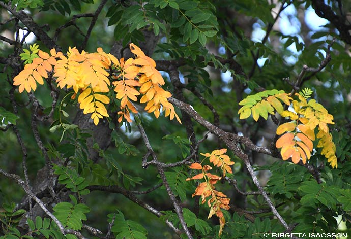 Kiruna-bilder-07