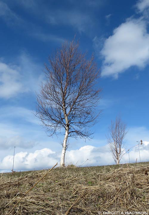 Kiruna-bilder-06