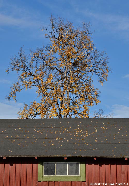 Kiruna-bilder-08