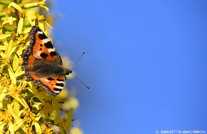 Kiruna-bilder-02